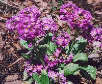 himaraya_sakurasou11_thumb.jpg (19173 �o�C�g)