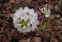 himaraya_sakurasou_w90430_thumb.jpg (10630 �o�C�g)