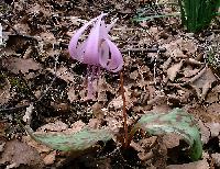 katakuri990429_4_thumb.jpg (15640 �o�C�g)