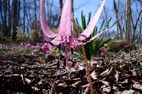 katakuri990429_thumb.jpg (12232 �o�C�g)