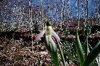 snowdrop_thumb.jpg (14879 �o�C�g)