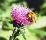 azami98_thumb.jpg (7946 �o�C�g)