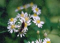 hime_shion980910_thumb.jpg (8346 �o�C�g)