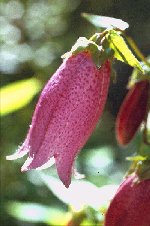 hotarubukuro98_thumb.jpg (11871 �o�C�g)