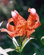 kooniyuri_thumb.jpg (11121 �o�C�g)