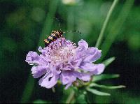 matsumushi9808_5_thumb.jpg (7138 �o�C�g)