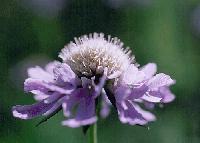 matsumushi9808_6_thumb.jpg (6121 �o�C�g)