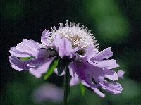 matsumushi9808_7_thumb.jpg (7208 �o�C�g)