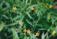 nigana_thumb.jpg (8404 �o�C�g)