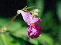 tsurifune9808_2_thumb.jpg (6323 �o�C�g)