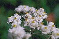 yama_hahako_thumb.jpg (7167 �o�C�g)