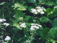 yamahahako10_thumb.jpg (12049 �o�C�g)