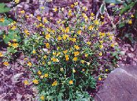 kinbaisou11_thumb.jpg (16956 �o�C�g)