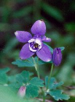 odamaki_thumb.jpg (8685 �o�C�g)