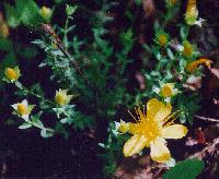 shinano_kinbai980712_thumb.jpg (10686 �o�C�g)