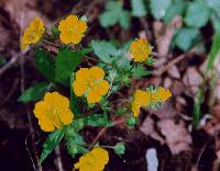 shinano_kinbai_thumb.jpg (9337 �o�C�g)