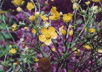 akagi_kinpouge980615_thumb.jpg (12090 �o�C�g)