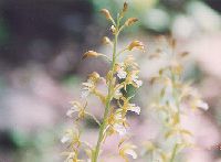 kokeiran980730_thumb.jpg (6853 �o�C�g)