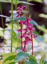 benibanaichiyaku_thumb.jpg (11904 �o�C�g)