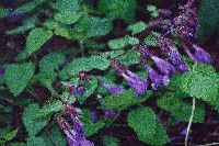 rashoumonkazura_thumb.jpg (11929 �o�C�g)