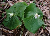 shoujoubakama10_thumb.jpg (9594 �o�C�g)