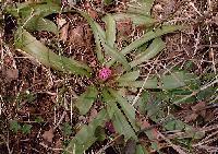 shoujoubakama_thumb.jpg (13958 �o�C�g)