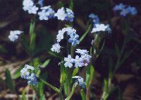 wasurenagusa_thumb.jpg (8099 �o�C�g)