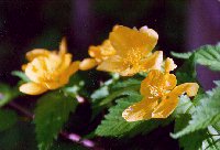 yamabuki_thumb.jpg (9501 �o�C�g)