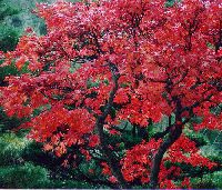 kaede10_thumb.jpg (17951 �o�C�g)