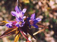 rindou10_thumb.jpg (11260 �o�C�g)