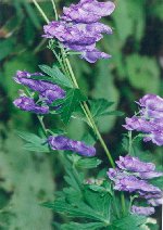 torikabuto_thumb.jpg (12715 �o�C�g)