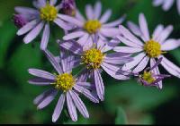 nokongiku9808_1_thumb.jpg (7789 �o�C�g)