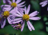 yugagiku9808_3_thumb.jpg (7363 �o�C�g)