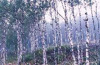 shirakaba11_thumb.jpg (13322 �o�C�g)