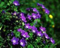 swis.wengenalp1-june_thumb.jpg (10398 �o�C�g)