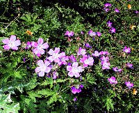 swis.wengenalp3-june_thumb.jpg (10589 �o�C�g)